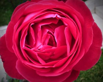 Close-up of red rose