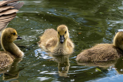 Close up of canadian goose gosling chick on lake with reflection