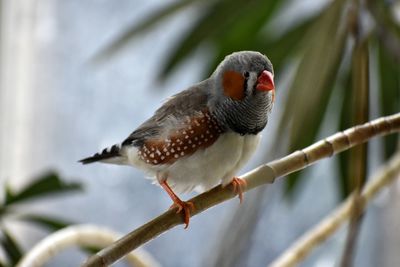 Close-up of bird perching outdoors