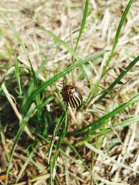 Close-up of insect on grass