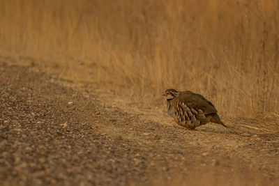 Bird perching on a field