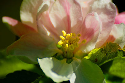 Close-up of pink flower blooming outdoors