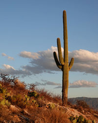 Saguaro cactus growing on field against sky with clouds