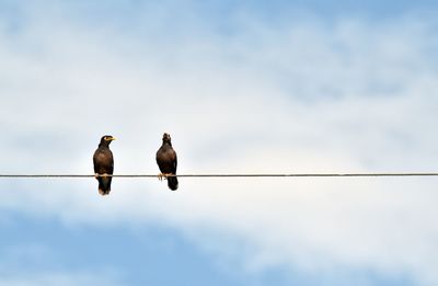 Low angle view of birds perching on cable