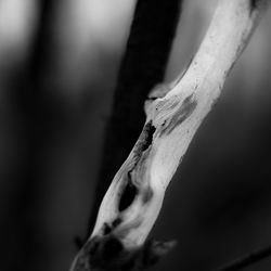 Close-up of white flower on plant