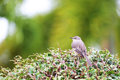 Bird perching on a branch