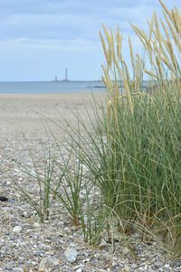 Close-up of grass on beach against sky