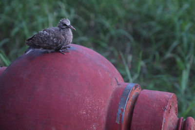 Close-up of pigeon perching on a plant