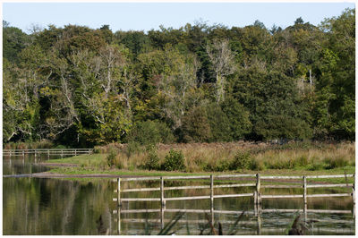 Scenic view of trees by lake against sky