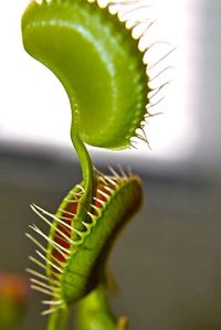 Close-up of cactus plant