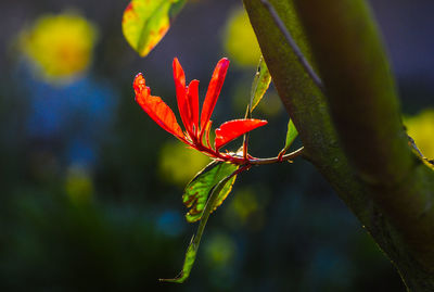 Close-up of red flower bud