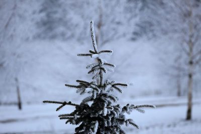 Close-up of frozen tree on snow covered field