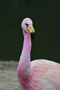 Close up portrait of a james's flamingo by the waters wdge.