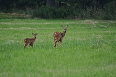 Deer standing on grass