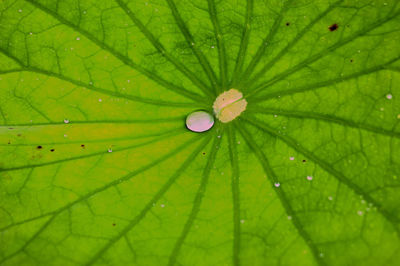 Full frame shot of raindrops on leaf