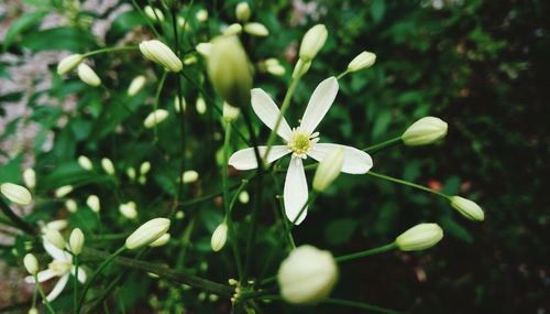 Close-up of white flowering plant