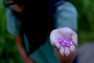 Close-up of hand holding pink flower