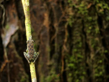 Close-up of spider web on plant