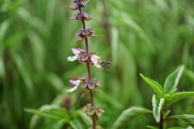 Close-up of purple flowering plant