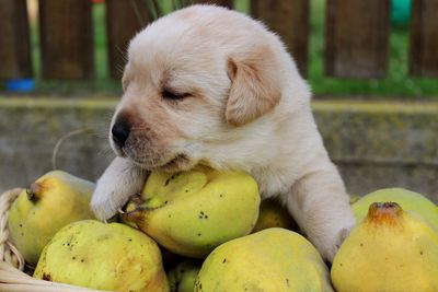 Close-up of a dog