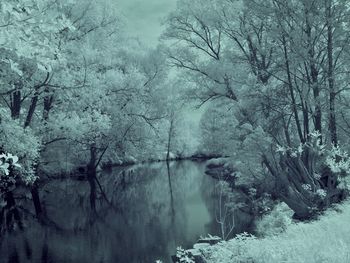 Reflection of trees on lake in forest