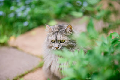 Portrait of cat hiding behind grass