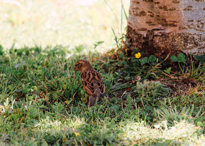 Bird perching on a field