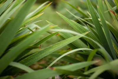 Close-up of insect on grass