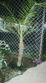 Close-up of spider web