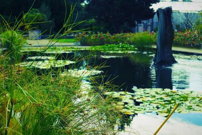 Close-up of plants against calm lake