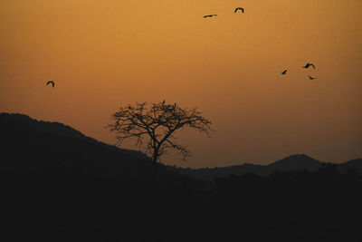 Silhouette of birds flying against orange sky