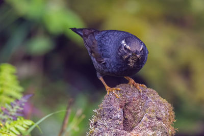 Close-up of bird perching on plant