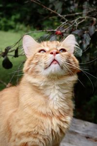 Orange tabby cat outdoors