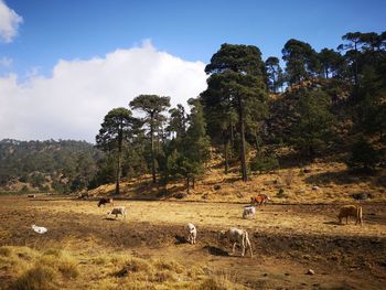 View of a horse on field