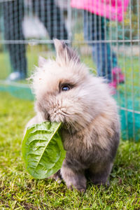 Rabbit on playing field