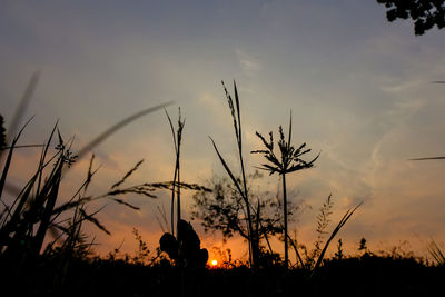 Low angle view of silhouette plants on field against sky during sunset