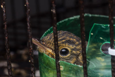 Close-up of owl in cage