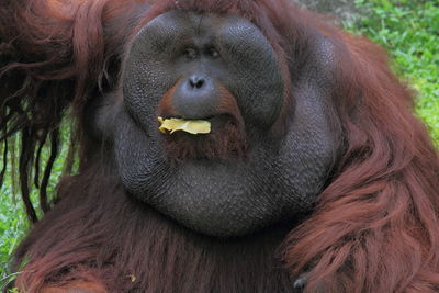 Portrait of a orang utan eating