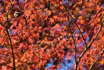 Close-up of maple leaves on tree