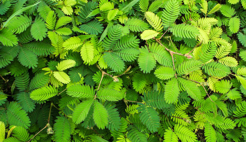 Full frame shot of fern leaves