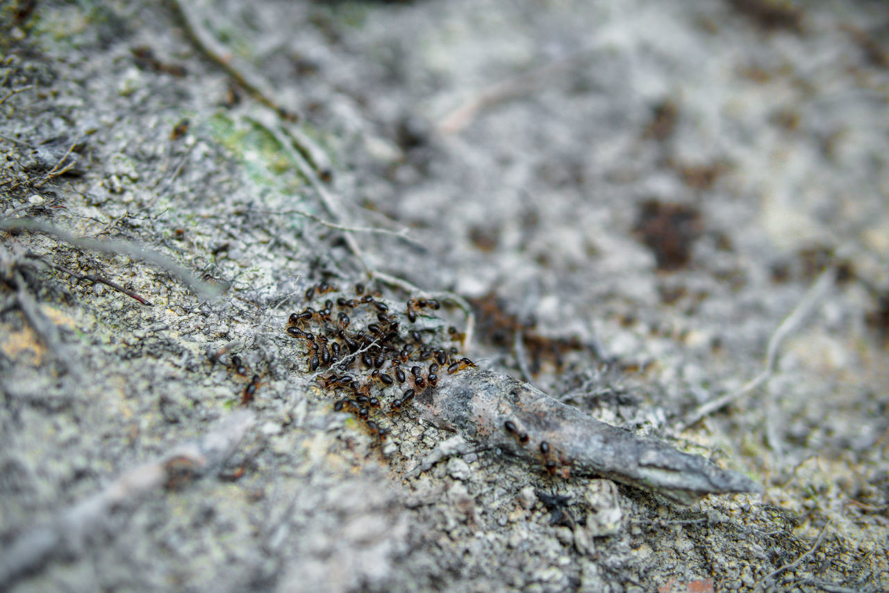 INSECT ON ROCK