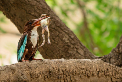 Bird carrying dead animal in beak