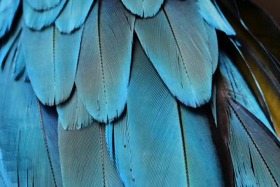 Close-up of a parrot