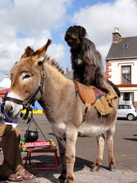 Dog on top of donkey at street
