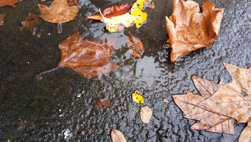 High angle view of autumn leaves in lake