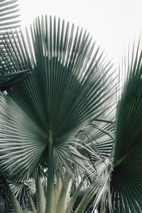 Close-up of palm leaves