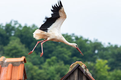 Low angle view of bird flying against the sky