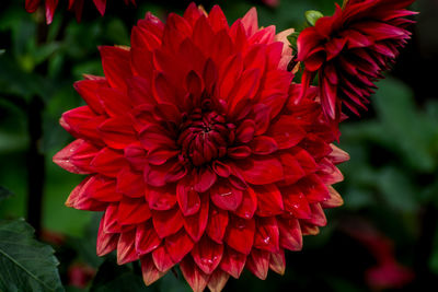 Close-up of red flower blooming outdoors