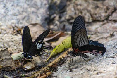 Butterfly on rock