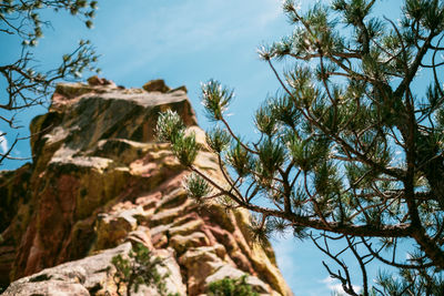 Low angle view of trees and rocks against sky